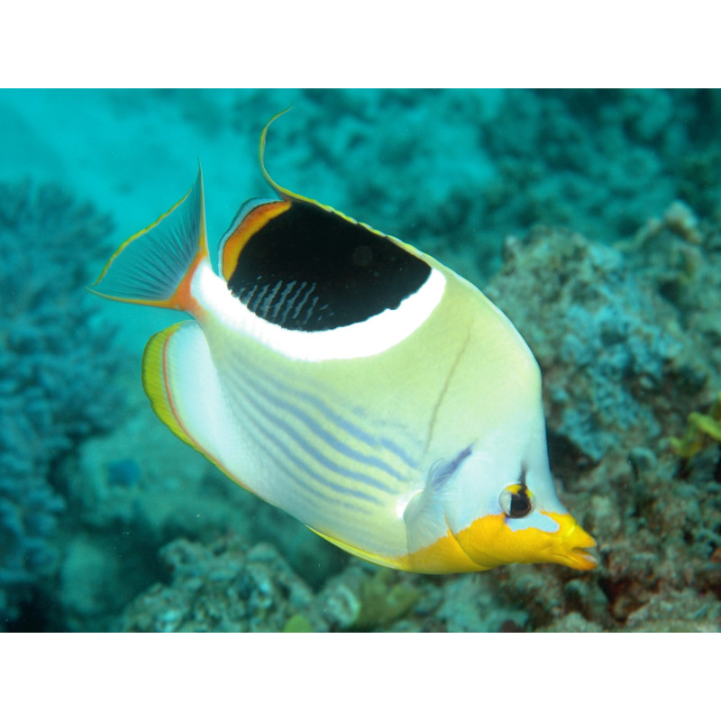 Chaetodon ephippium - Saddleback Butterflyfish