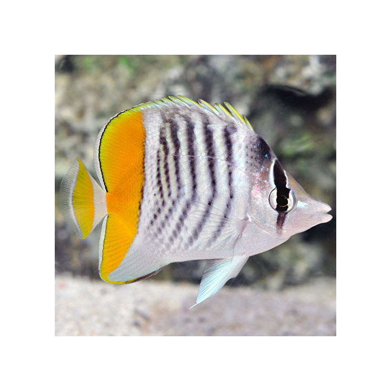 Chaetodon mertensii - Mertensii Butterflyfish