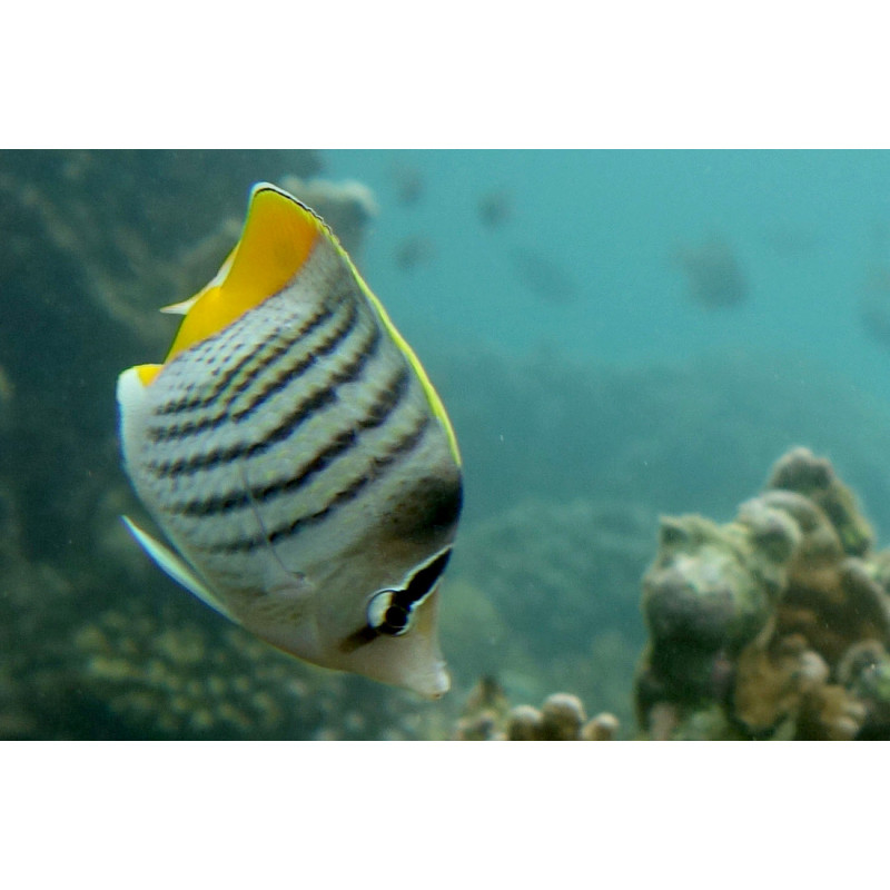 Chaetodon mertensii - Mertensii Butterflyfish Chaetodon mertensii - Mertensii Butterflyfish