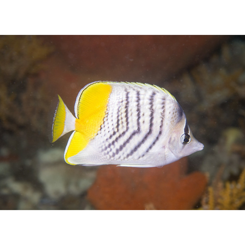 Chaetodon mertensii - Mertensii Butterflyfish Chaetodon mertensii - Mertensii Butterflyfish