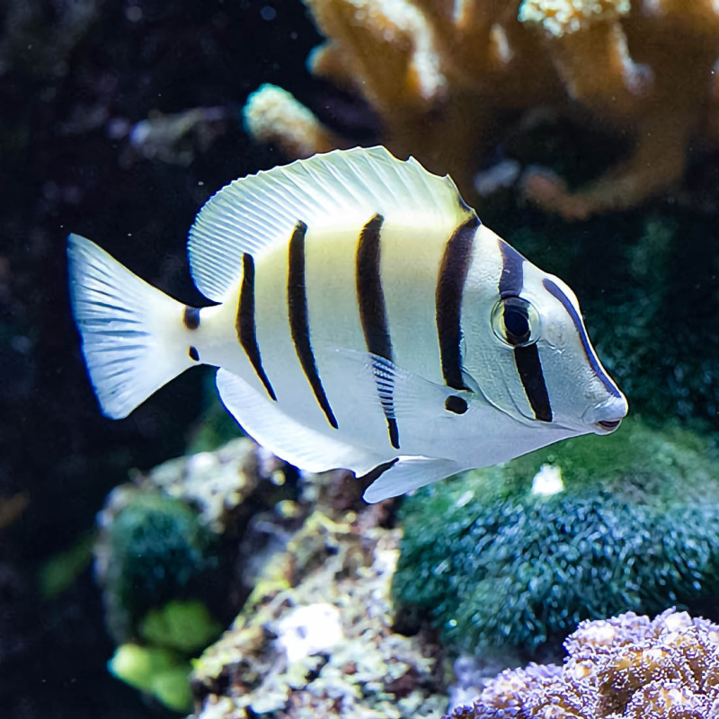 Acanthurus triostegus