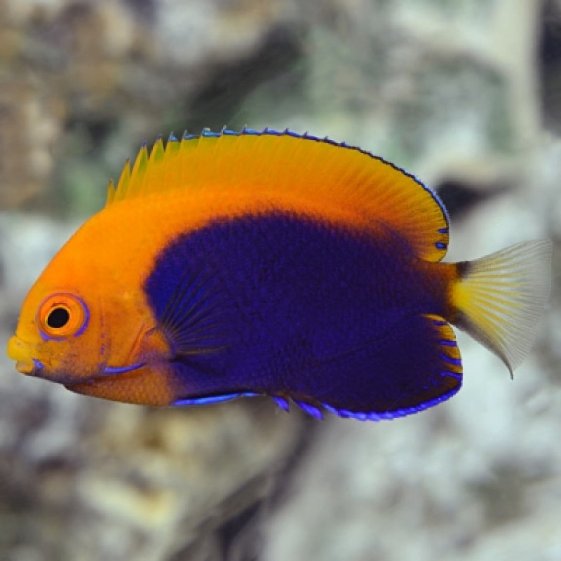 Centropyge acanthops - Flameback Angelfish