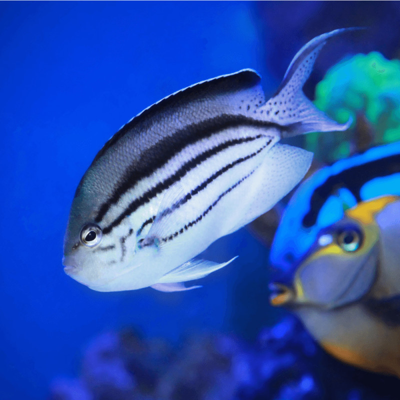 Genicanthus lamarck - Lamarck's Angelfish