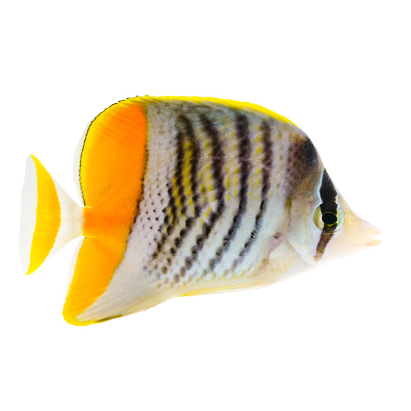 Chaetodon mertensii - Mertensii Butterflyfish