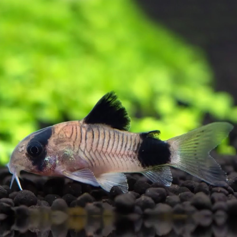 Corydoras panda