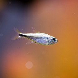 Tetra Dourado - Hemigrammus rodwayi Tetra Dourado - Hemigrammus rodwayi