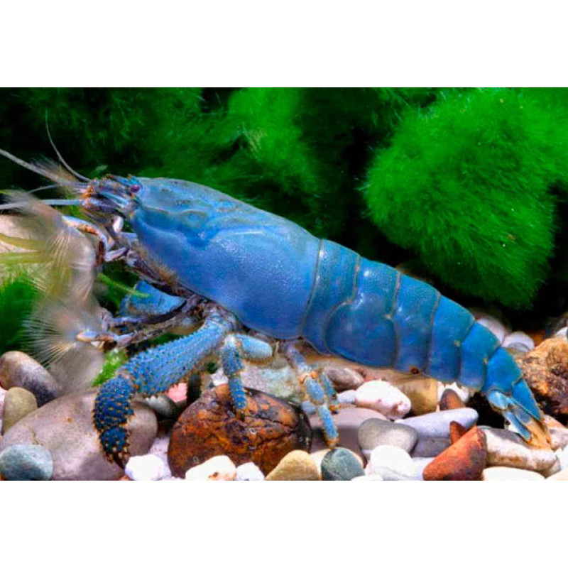 Gamba Vampiro - Atyopsis gabonensis