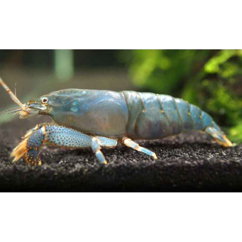 Gamba Vampiro - Atyopsis gabonensis