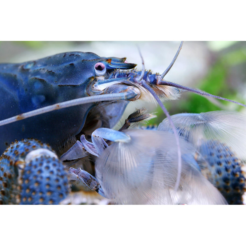 Gamba Vampiro - Atyopsis gabonensis