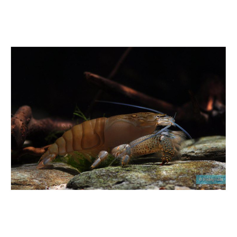 Gamba Vampiro - Atyopsis gabonensis