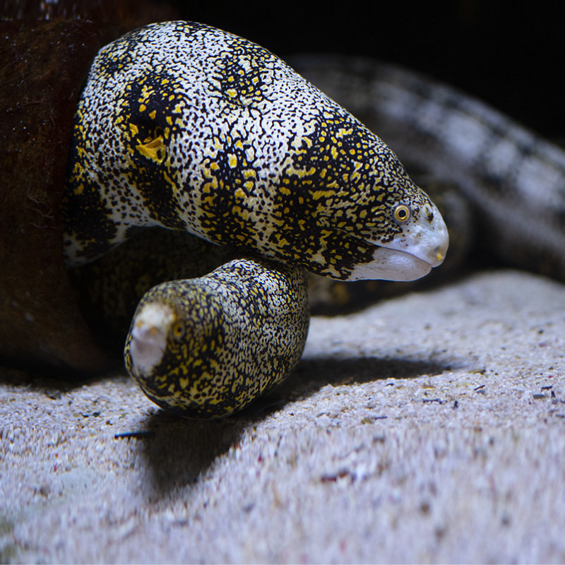 Echidna nebulosa - Snowflake Eel