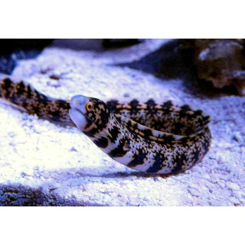 Echidna nebulosa - Snowflake Eel Echidna nebulosa - Snowflake Eel