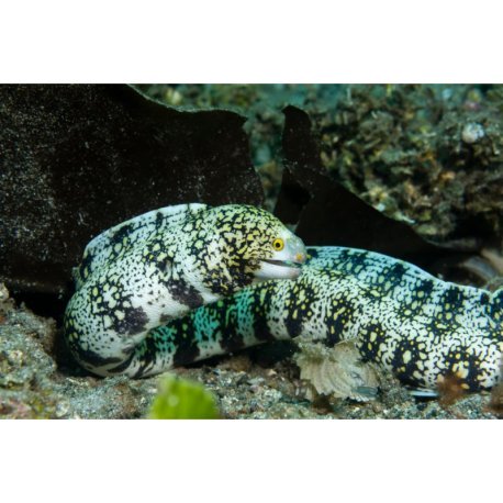 Echidna nebulosa - Snowflake Eel