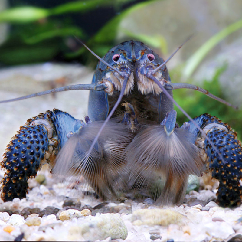 Camarão Vampiro - Atyopsis gabonensis