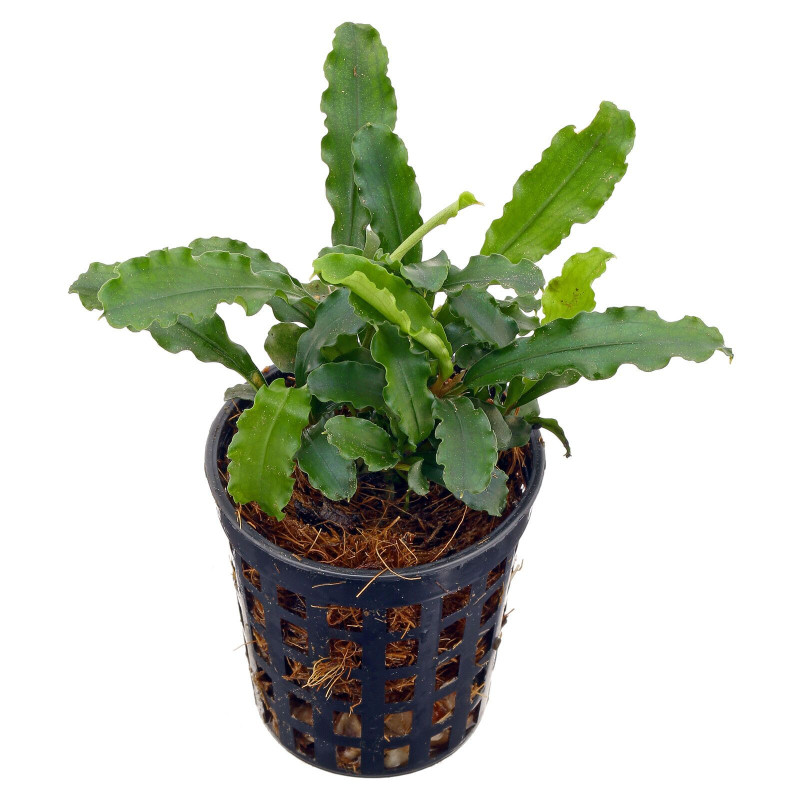 Bucephalandra pygmaea 'Bukit Kelam'