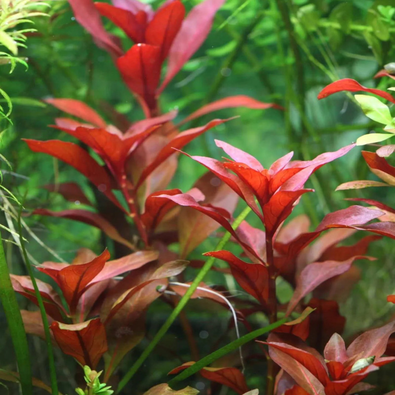 Ludwigia repens 'Rubin'