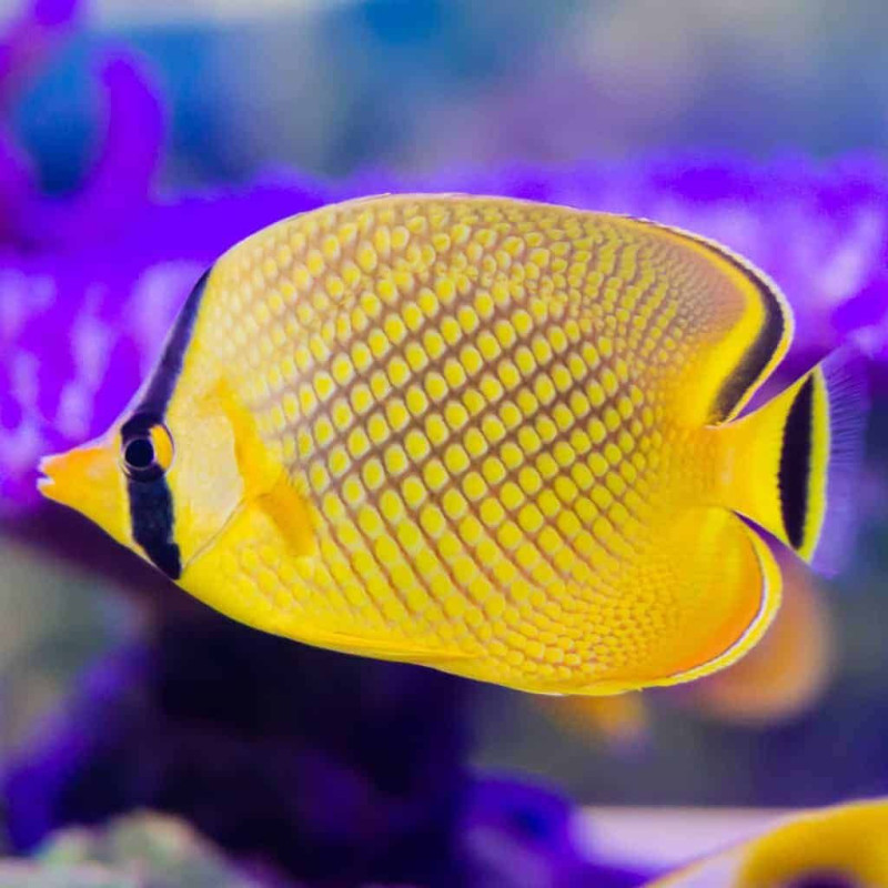 Chaetodon rafflesii - Latticed Butterflyfish