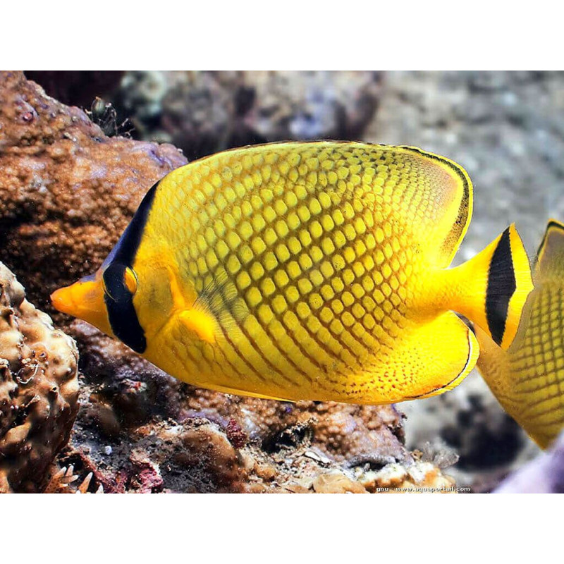 Chaetodon rafflesii - Latticed Butterflyfish Chaetodon rafflesii - Latticed Butterflyfish