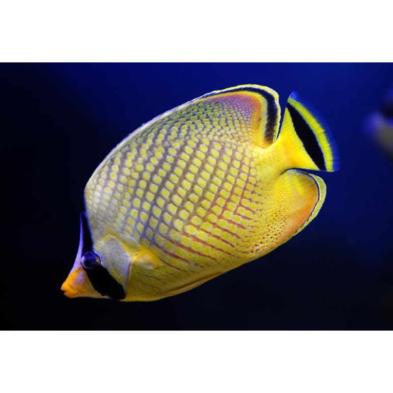 Chaetodon rafflesii - Latticed Butterflyfish Chaetodon rafflesii - Latticed Butterflyfish
