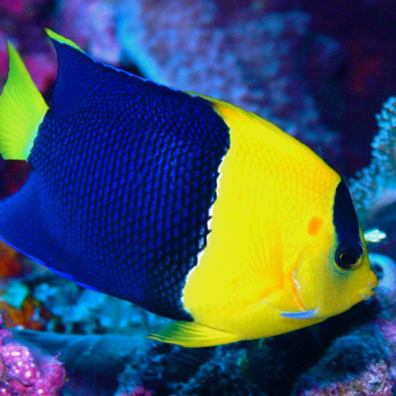 Bicolor angelfish care sale