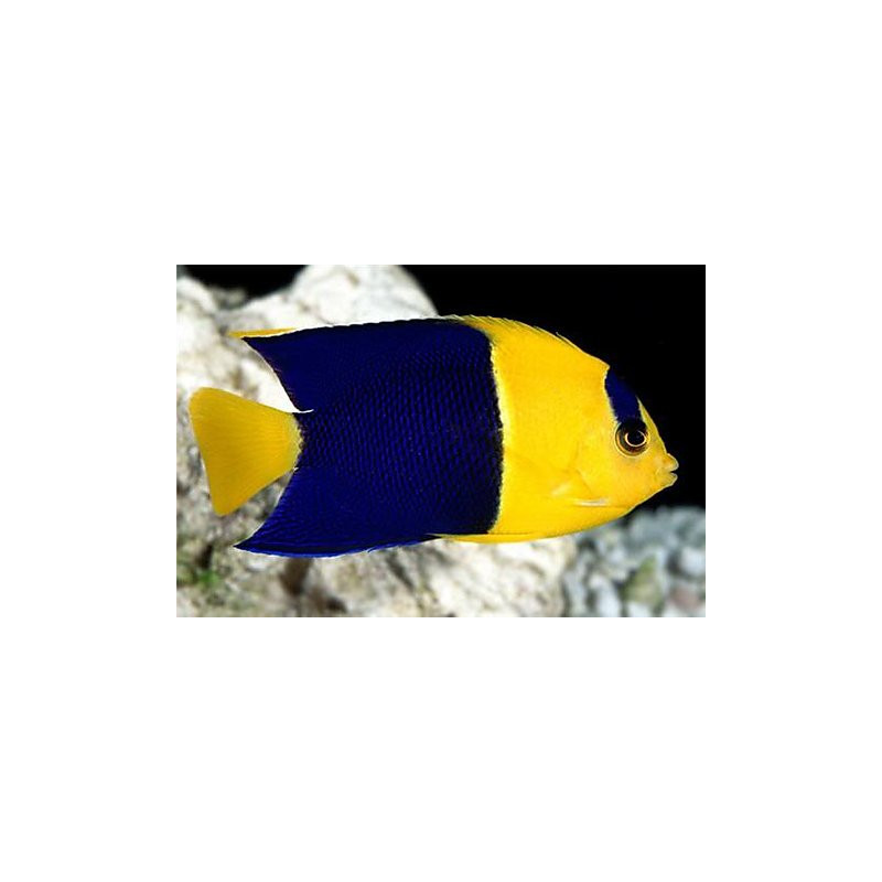 Centropyge bicolor- Bicolor Angelfish Centropyge bicolor- Bicolor Angelfish