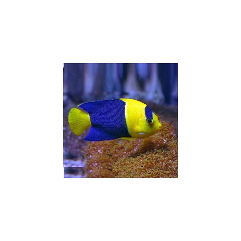 Centropyge bicolor- Bicolor Angelfish Centropyge bicolor- Bicolor Angelfish