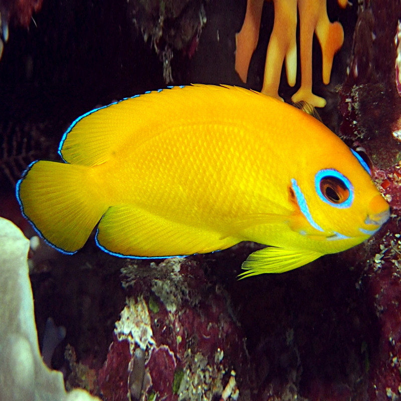 Centropyge flavissima - Lemonpeel Angelfish