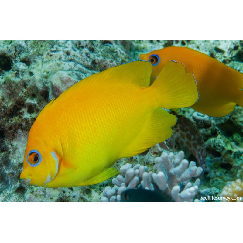 Centropyge flavissima - Lemonpeel Angelfish Centropyge flavissima - Lemonpeel Angelfish