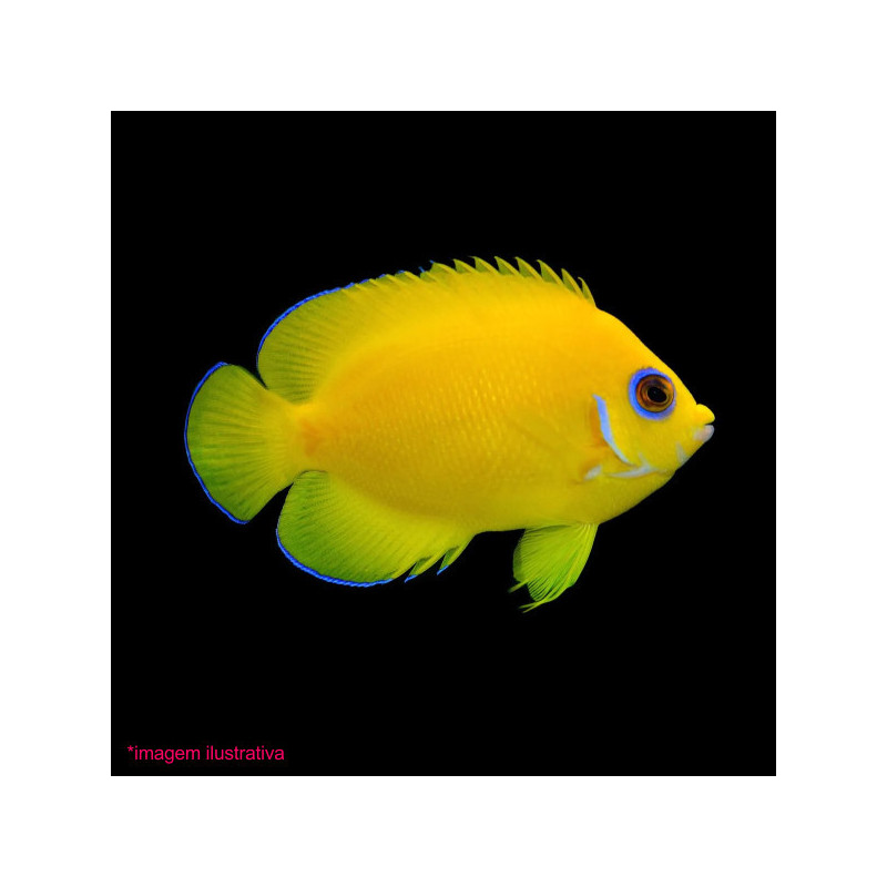 Centropyge flavissima - Lemonpeel Angelfish Centropyge flavissima - Lemonpeel Angelfish