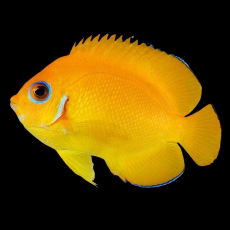 Centropyge flavissima - Lemonpeel Angelfish