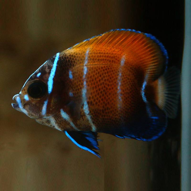 Pomacanthus navarchus - Blue Girdled Angelfish Tank Bred