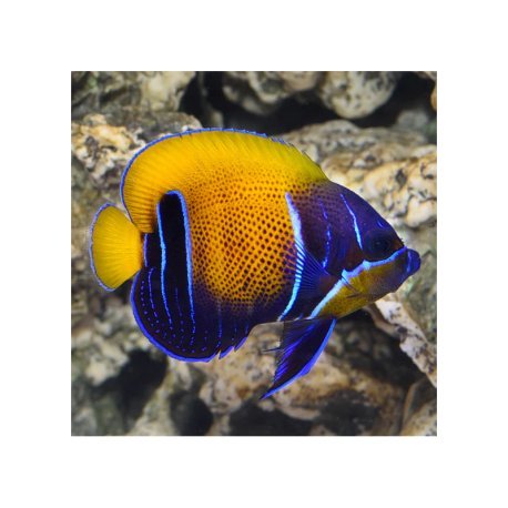 Pomacanthus navarchus - Blue Girdled Angelfish Tank Bred