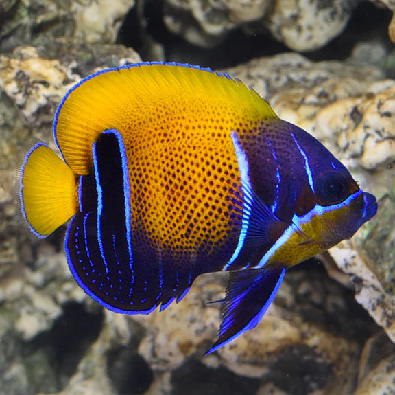 Pomacanthusnavarchus-MajesticAngelfishTankBred