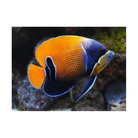 Pomacanthus navarchus - Blue Girdled Angelfish Tank Bred