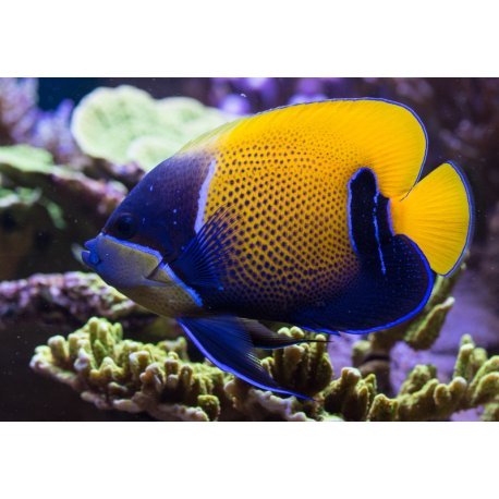 Pomacanthus navarchus - Blue Girdled Angelfish Tank Bred