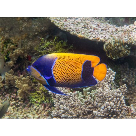 Pomacanthus navarchus - Blue Girdled Angelfish Tank Bred