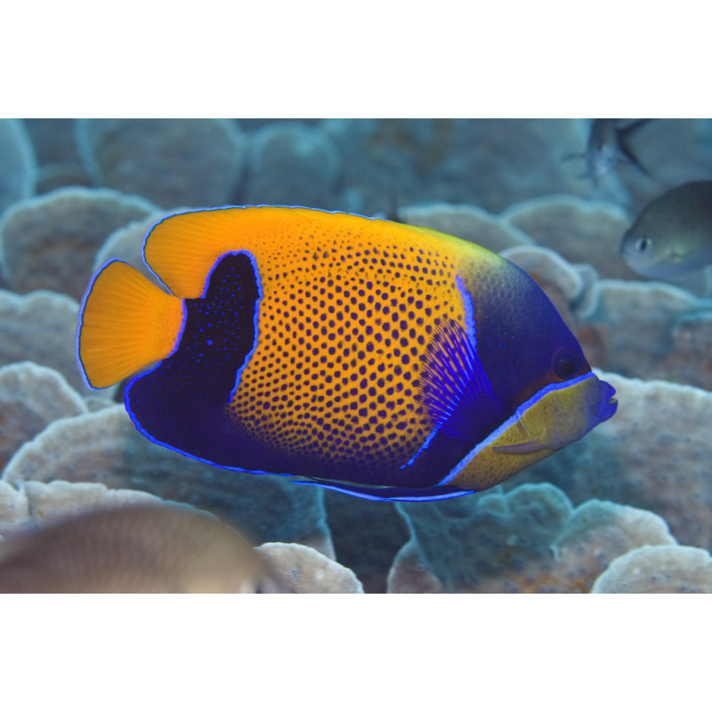 Pomacanthus navarchus - Blue Girdled Angelfish Tank Bred