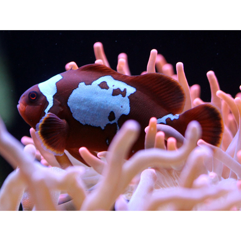 Premnas biaculeatus - Lightning Maroon Clownfish Tank Bred