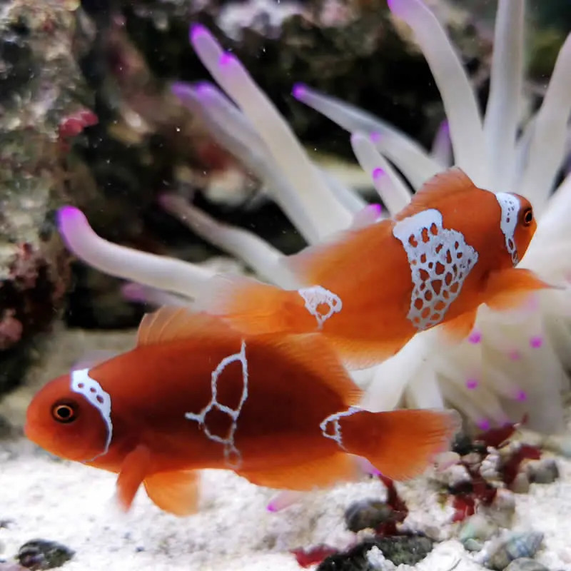 Premnas biaculeatus - Lightning Maroon Clownfish Tank Bred Premnas biaculeatus - Lightning Maroon Clownfish Tank Bred