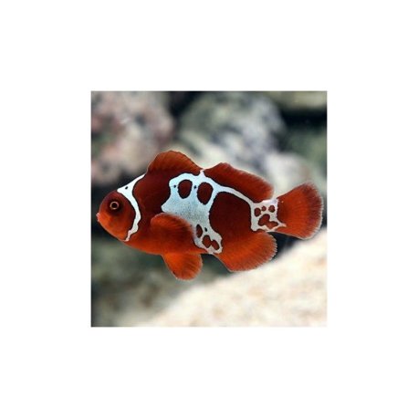 Premnas biaculeatus - Lightning Maroon Clownfish Tank Bred