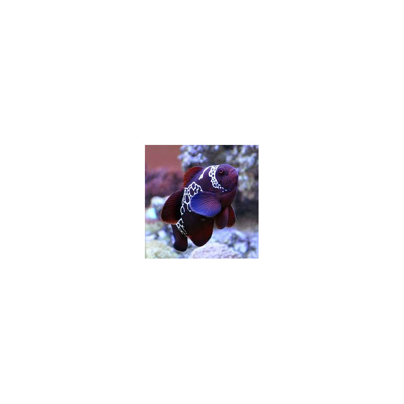 Premnas biaculeatus - Lightning Maroon Clownfish Tank Bred Premnas biaculeatus - Lightning Maroon Clownfish Tank Bred