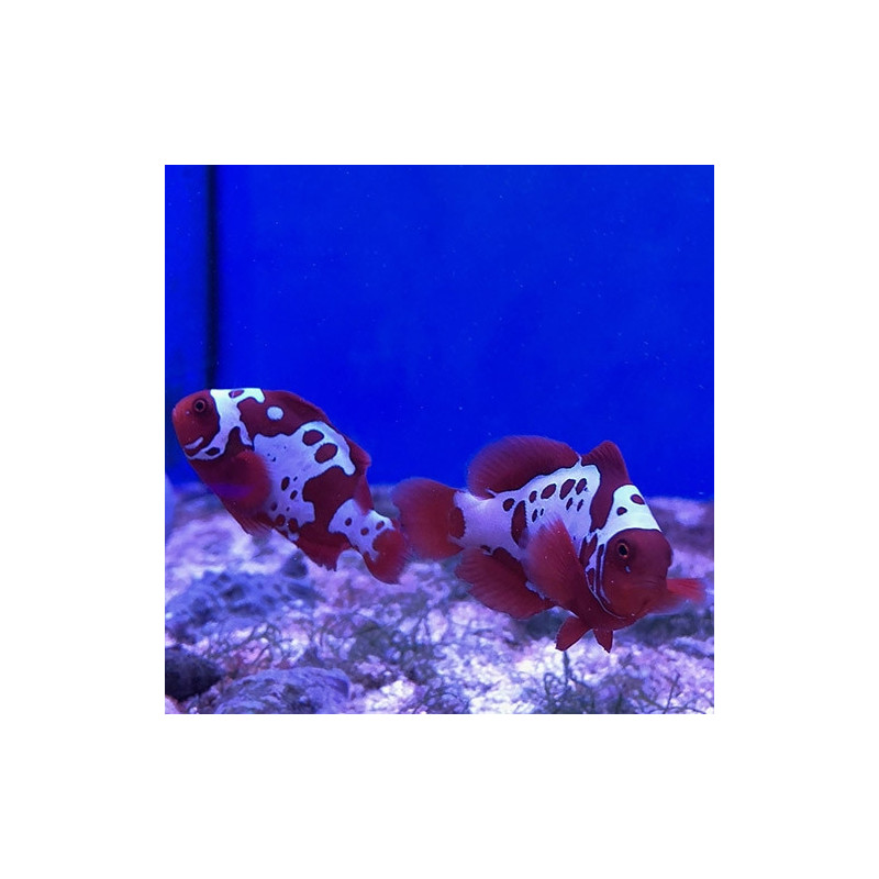 Premnas biaculeatus - Lightning Maroon Clownfish Tank Bred