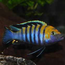 Cynotilapia zebroides 'Cobue' - Afra Cobue Cichlid Cynotilapia zebroides 'Cobue' - Afra Cobue Cichlid