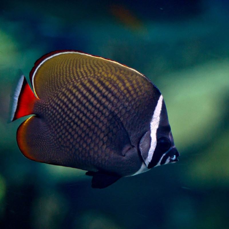 Chaetodon collare - Redtail Butterflyfish