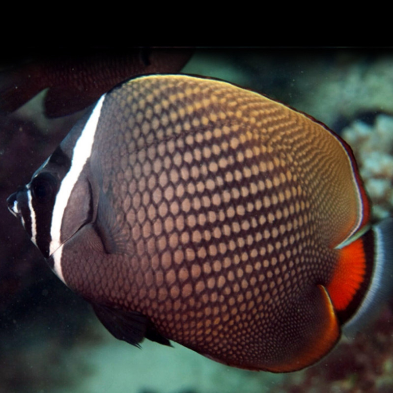 Chaetodon collare - Redtail Butterflyfish Chaetodon collare - Redtail Butterflyfish