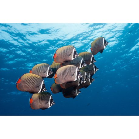 Chaetodon collare - Redtail Butterflyfish