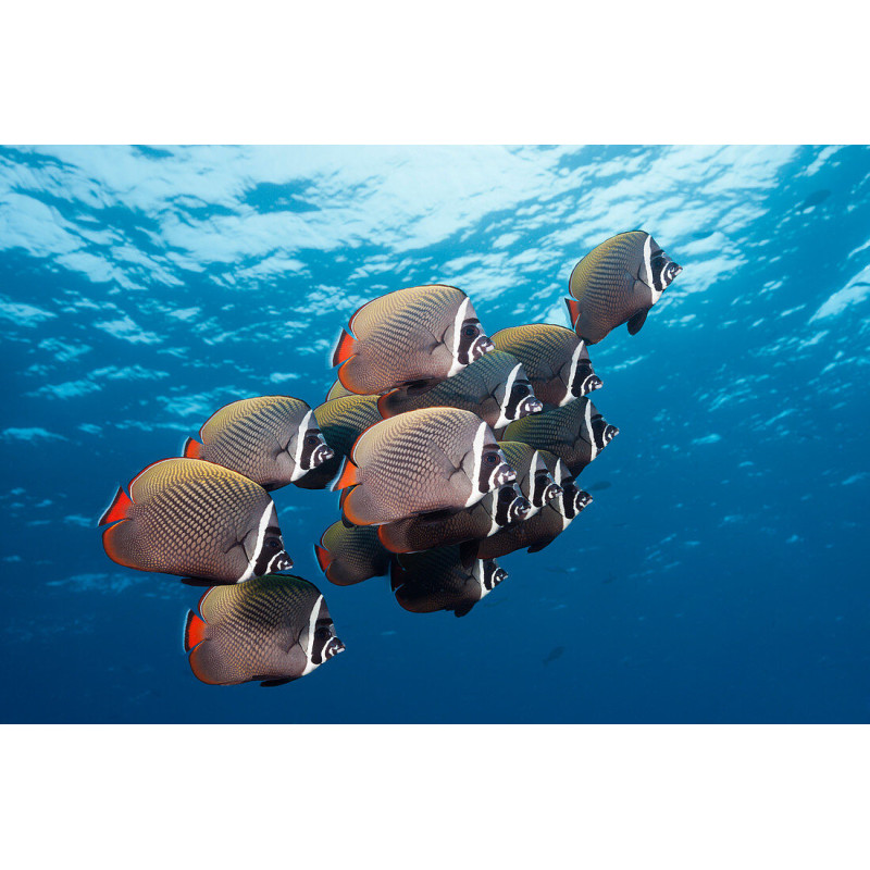 Chaetodon collare - Redtail Butterflyfish Chaetodon collare - Redtail Butterflyfish