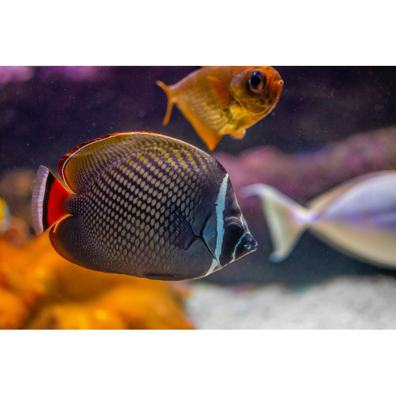 Chaetodon collare - Redtail Butterflyfish