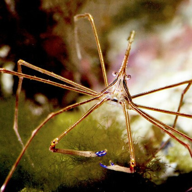 Stenorhynchus seticornis - Arrow Crab