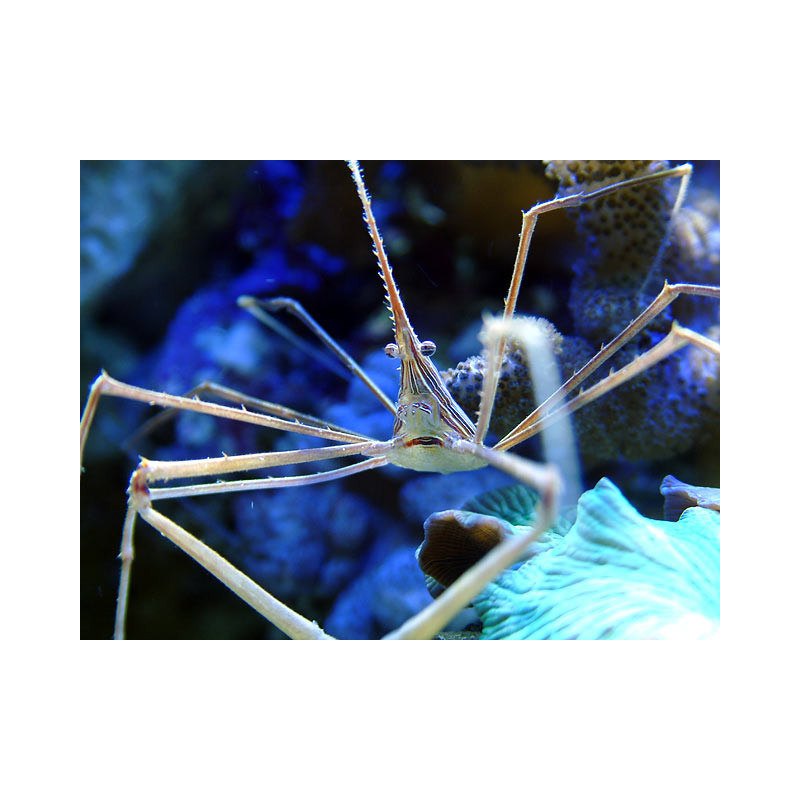 Stenorhynchus seticornis - Arrow Crab